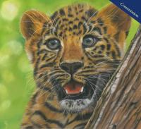 Pastel Pencil Drawing of a leopard cub. "Dorothy" Who resides at San Diego Zoo. PRINTS AVAILABLE