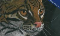 Pastel pencil drawing of the beautiful Diego. Ocelot residing at San Diego Zoo. PRINTS AVAILABLE.